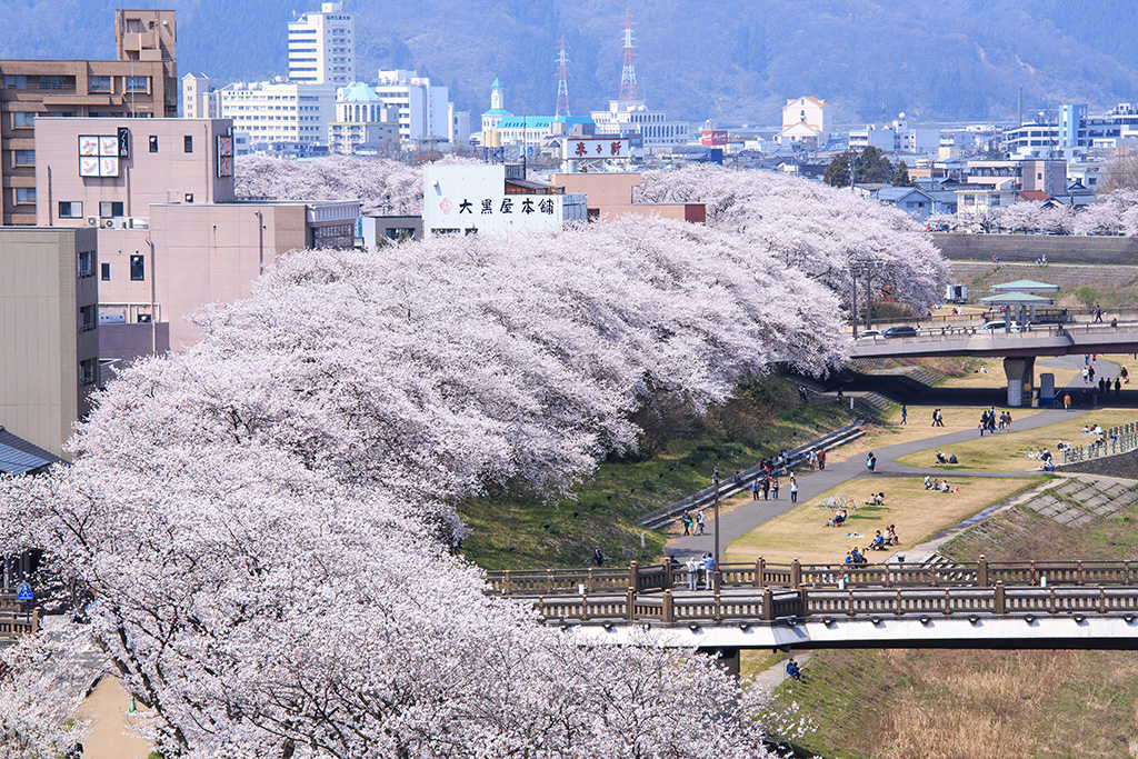 足羽川の桜並木(福井県/福井市)