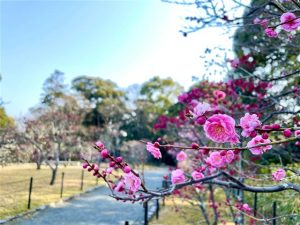 京都府の梅の名所・梅林・梅園（2025）開花時期や梅まつりもチェック