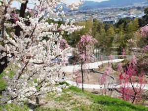 兵庫県の梅の名所・梅林・梅園（2026）開花時期や梅まつりもチェック