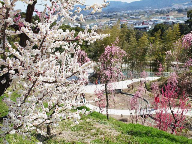 広田梅林 ふれあい公園（兵庫県／南あわじ市）
