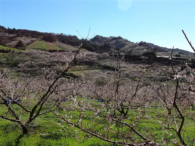 南部梅林／みなべ観光協会