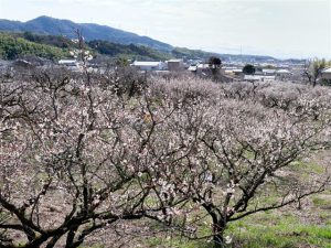 関西の梅の名所・梅林・梅園43選（2026）開花時期や梅まつりもチェック