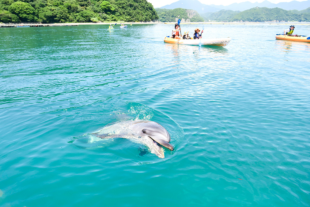 漁師さんと一緒にイルカが泳ぐ海でシーカヤック体験(和歌山県)