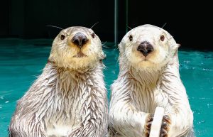 ラッコがいるのは鳥羽水族館だけ!キュートな行動や性格、浮く理由など特徴、生態も