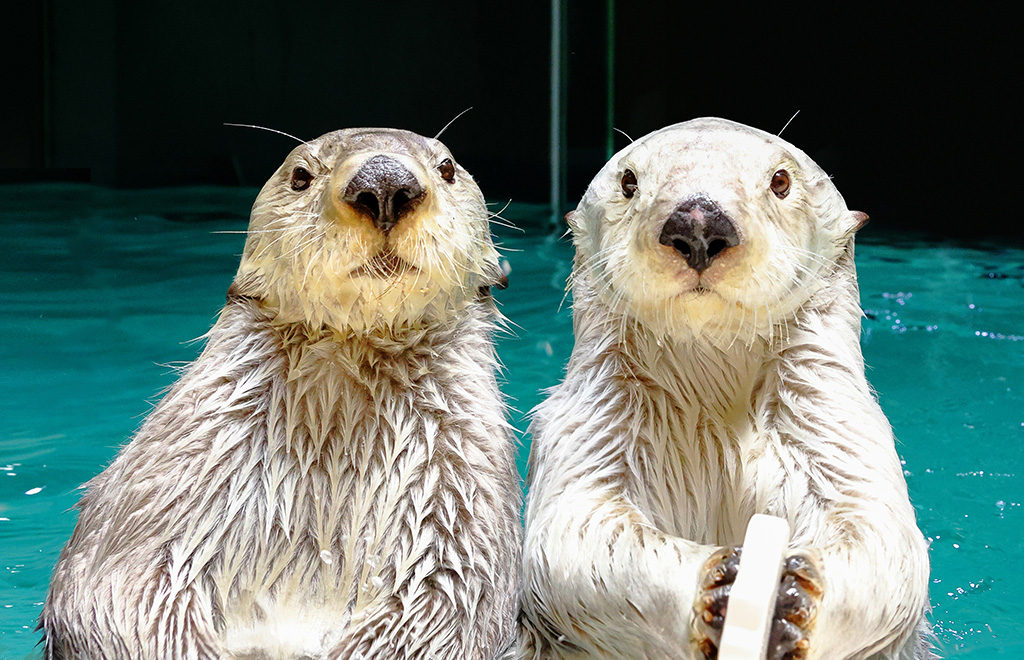鳥羽水族館のキラ（左）とメイ（右）（三重県）