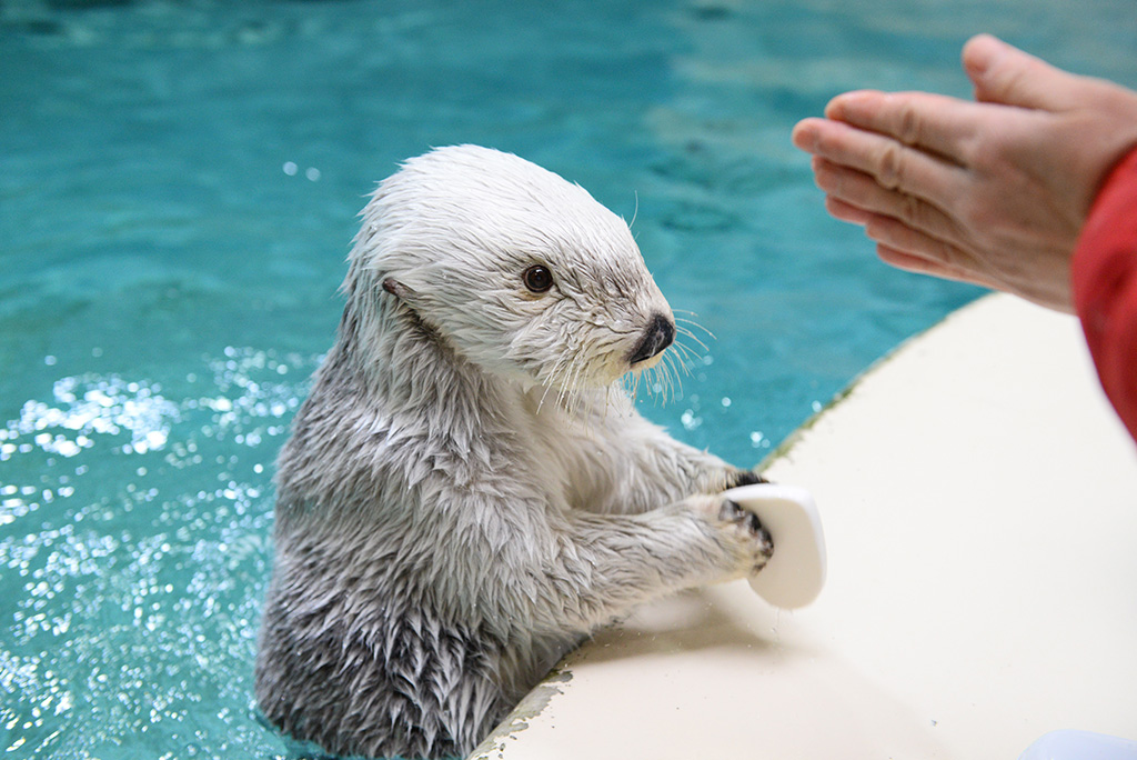 水の中で生活する「鳥羽水族館」のラッコ（三重県）