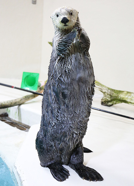 キラの立ち姿/鳥羽水族館（三重県）