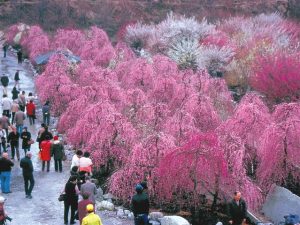 東海の梅の名所・梅林・梅園33選(2025)開花時期や梅まつりもチェック