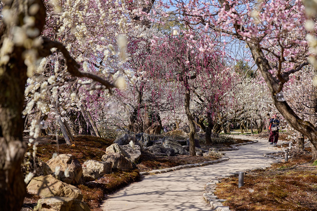 梅の木/北野天満宮（京都府/京都市）