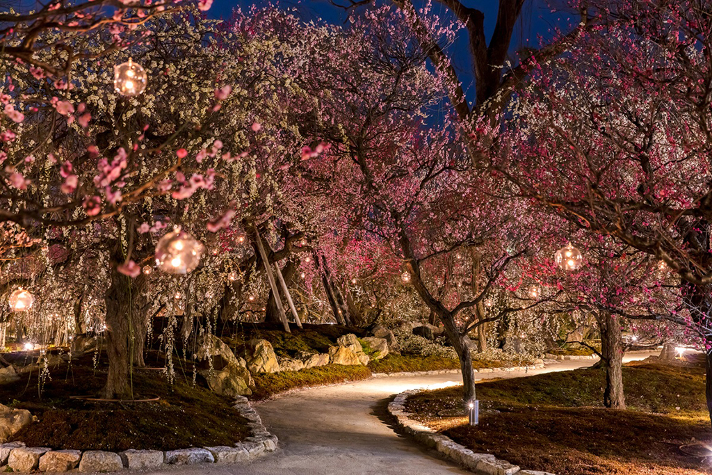 夜間のライトアップされた梅苑「花の庭」/北野天満宮（京都府/京都市）