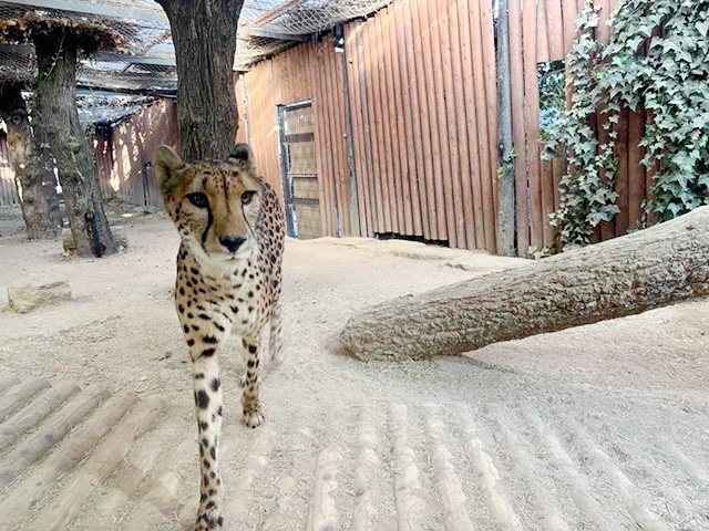チーター展示場/姫路セントラルパーク(兵庫県/姫路市)
