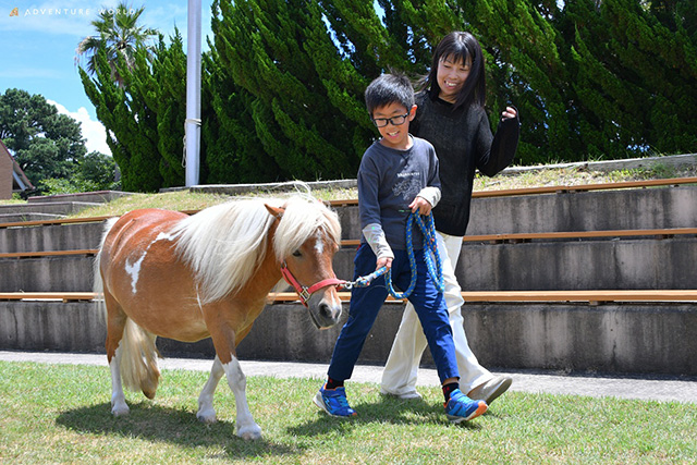 ミニチュアホースと散歩/アドベンチャーワールド(和歌山県/白浜町)