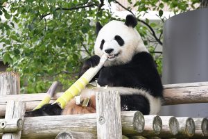 アドベンチャーワールドを子連れで攻略!回り方や所要時間、人気サファリツアーなど