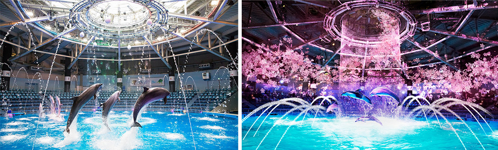 ドルフィンパフォーマンス/NAKED SAKURA AQUARIUM(東京都/港区)