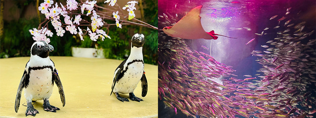 ペンギンのミニパフォーマンスとイワシのフィーディング/NAKED SAKURA AQUARIUM(東京都/港区)