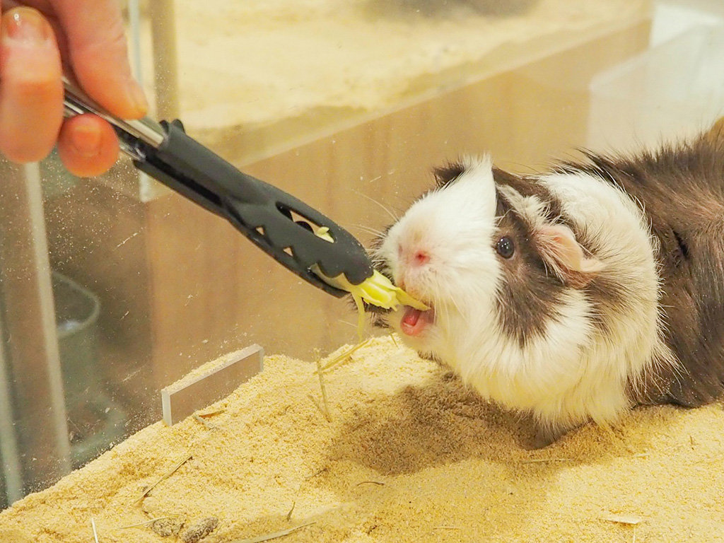 Moff animal world(千葉県/印西市)