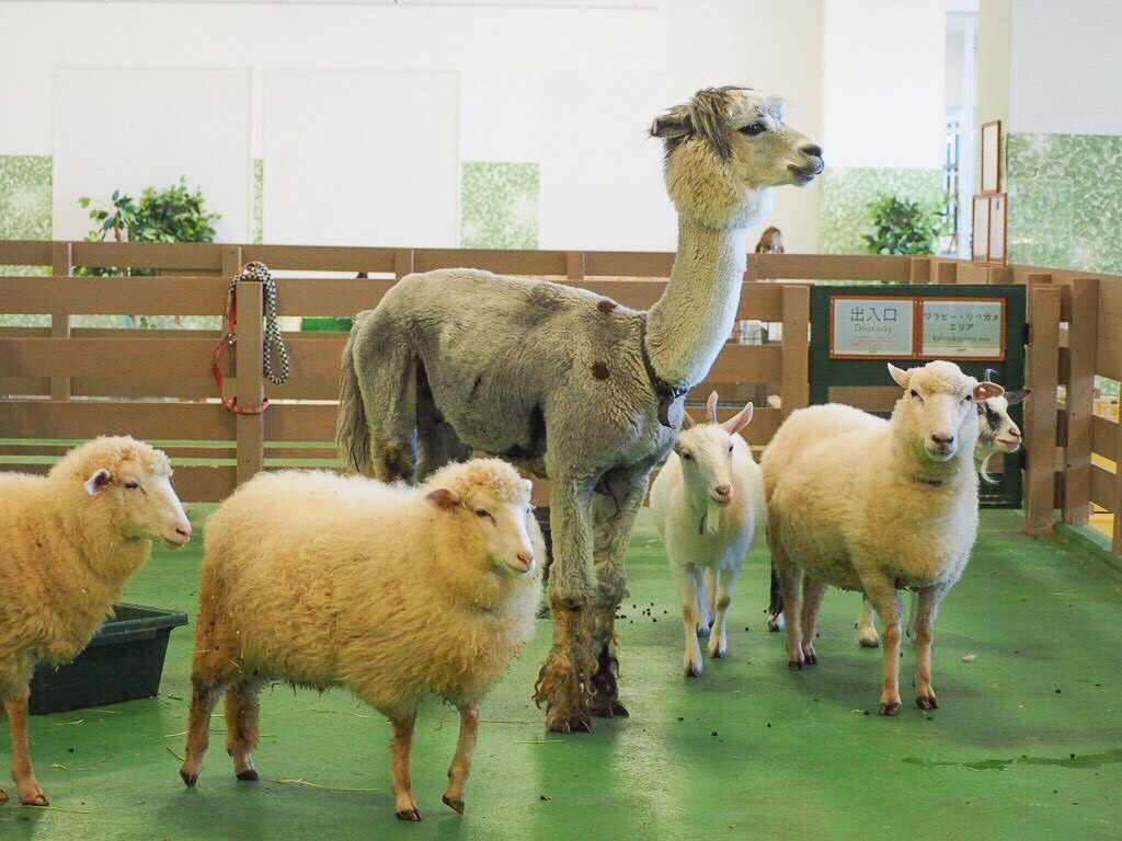 アルパカにもおやつあげ体験ができる/Moff animal world(千葉県/印西市)