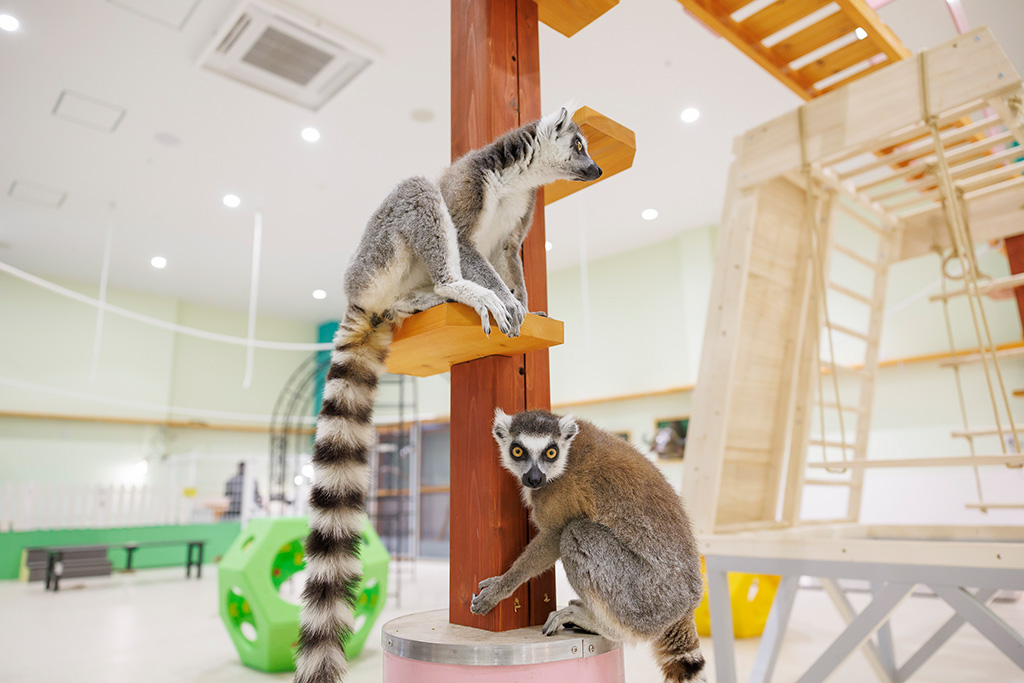 ワオキツネザルも遊びに夢中/アニタッチPARK イオンモール太田(群馬県/太田市)