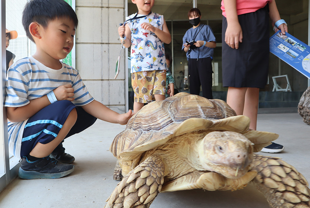 大きなケヅメリクガメ/霞ケ浦 どうぶつとみんなのいえ(茨城県/行方市)