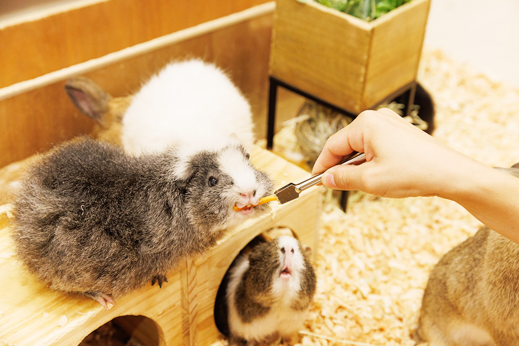 お食事中のモルモット/Moff animal cafe ららぽーと愛知東郷店（愛知県／東郷町）