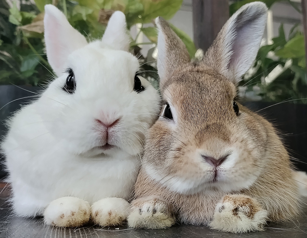 ドワーフホトのくるちゃん（左）と、ネザーランドドワーフのラビィ（右）/アニマルカフェ 森のしっぽ（岐阜県／岐阜市）