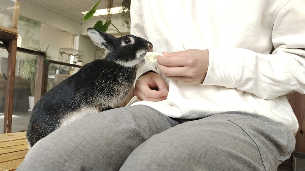 ネザーランドドワーフの、さくら/アニマルカフェ 森のしっぽ（岐阜県／岐阜市）