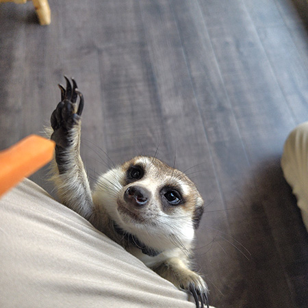 人気No.1、ミーアキャットのアポロ/アニマルカフェ 森のしっぽ（岐阜県／岐阜市）