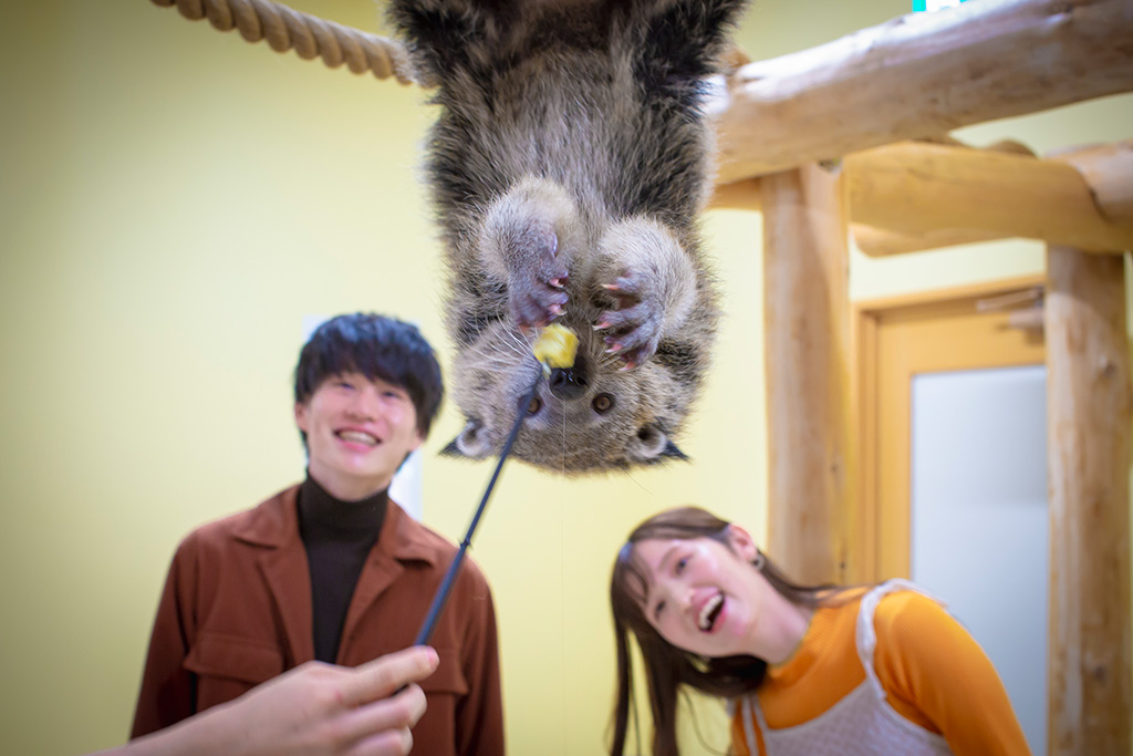 ポップコーンのにおいがする不思議な動物・ビントロング／アニタッチ MARK IS 静岡（静岡県／静岡市）