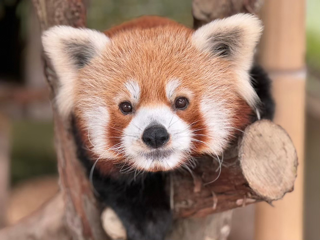 日本で唯一ニシレッサーパンダを飼育/熱川バナナワニ園（静岡県／東伊豆町）