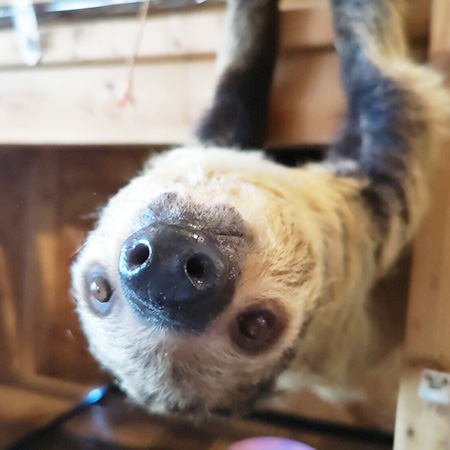 人気者のフタユビナマケモノ/アニマルカフェ不可思議（愛知県／一宮市）