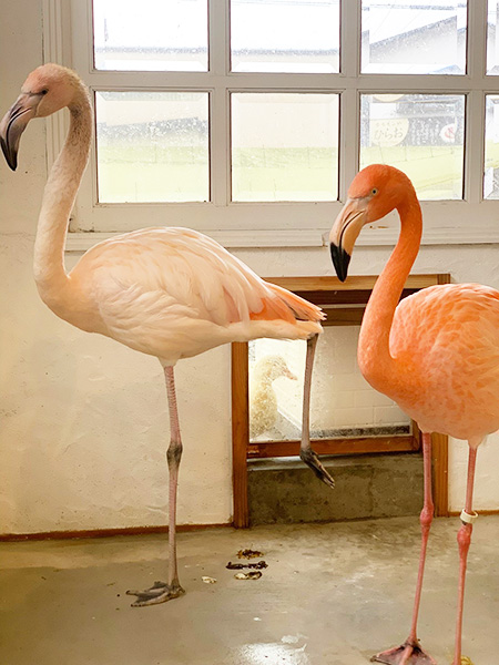 フラミンゴの薄紅子（うすべにこ／左）と紅緒（べにお／右）/ふれあいどうぶつカフェ fuu（三重県／鈴鹿市）