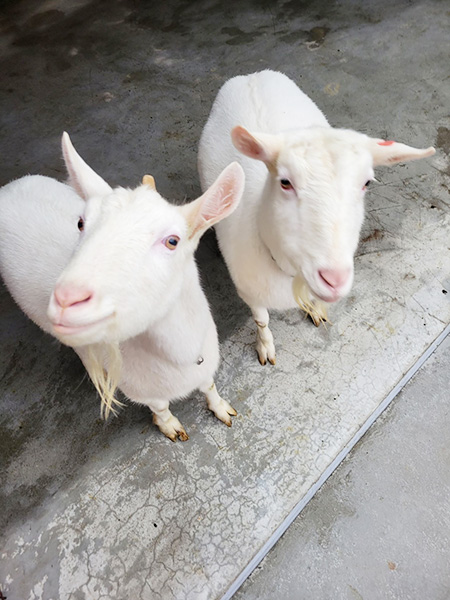 ヤギの親子のルビー（母／左）とすだち（娘／右）/ふれあいどうぶつカフェ fuu（三重県／鈴鹿市）