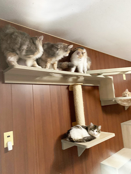ネコたちが仲よく暮らす2階のネコの部屋/ふれあいどうぶつカフェ fuu（三重県／鈴鹿市）