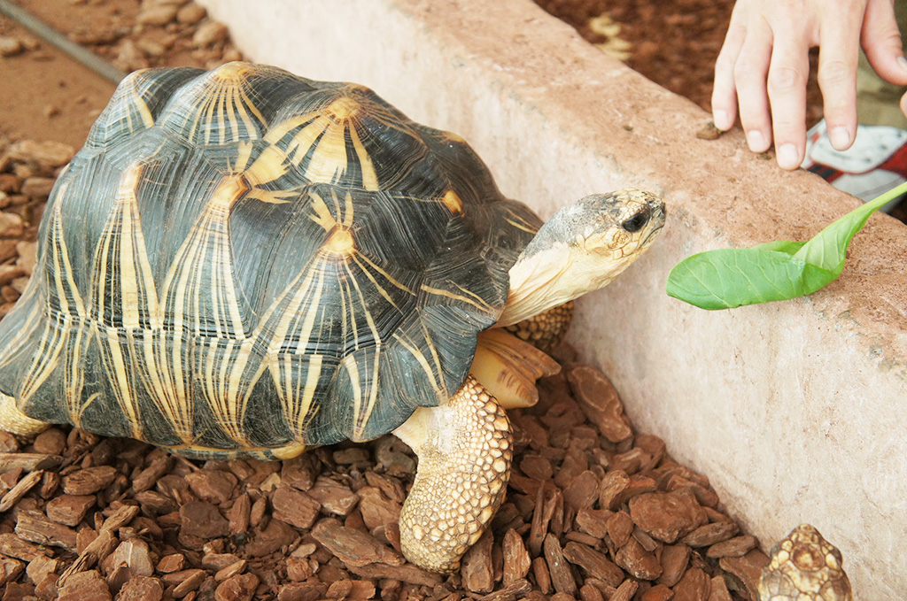 カメにエサやり/体感型動物園iZoo（静岡県／河津町）