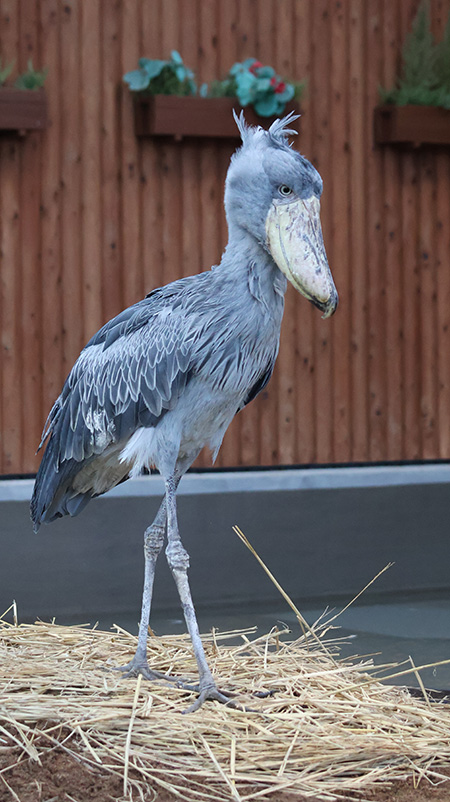 ハシビロコウのふたば/掛川花鳥園（静岡県／掛川市）