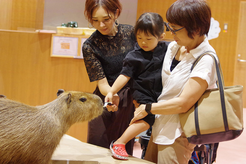 カピバラにエサやり/Moff animal cafe ららぽーと愛知東郷店（愛知県／東郷町）