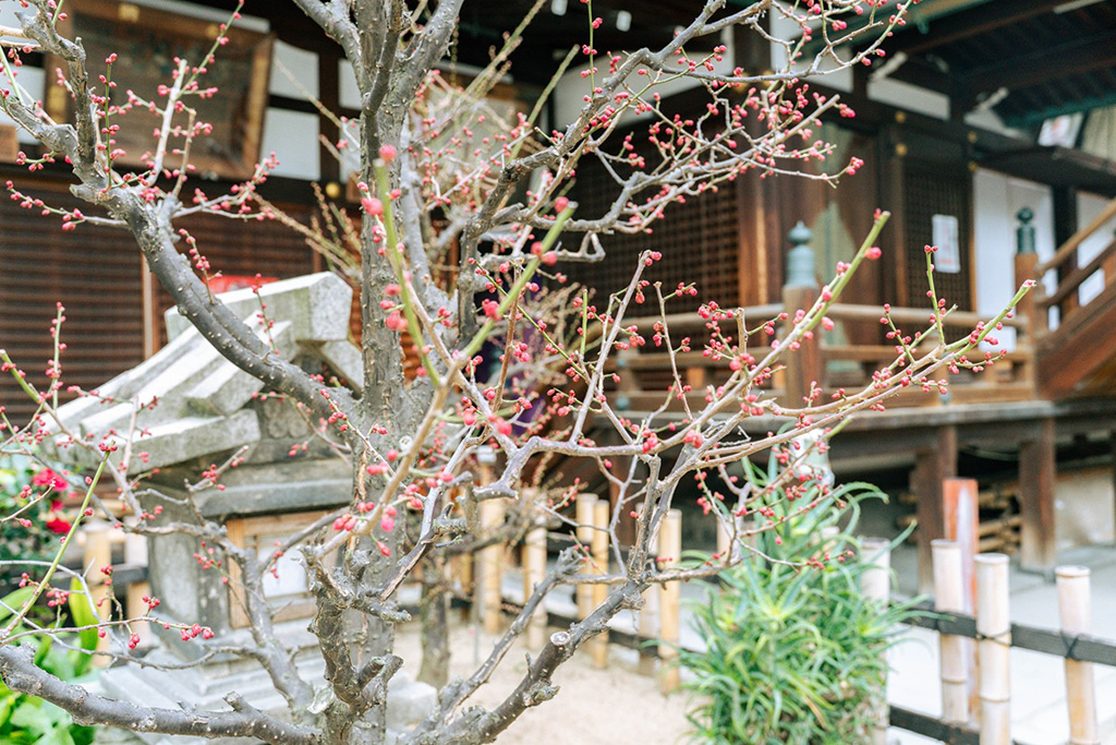境内の梅の花/大阪天満宮(大阪府/大阪市)