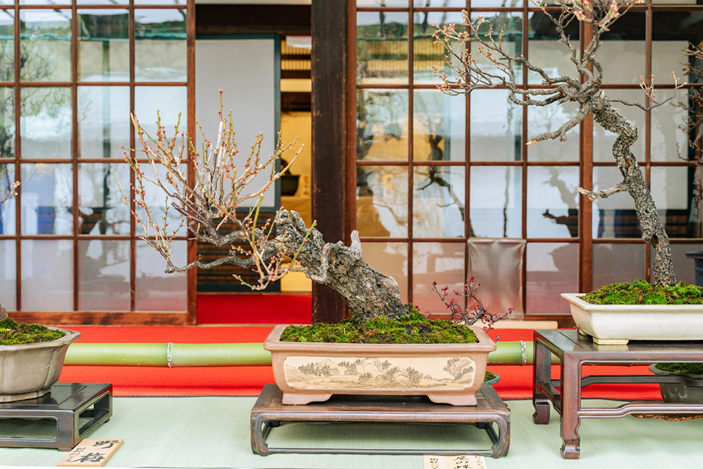 「盆梅と刀剣展」/大阪天満宮(大阪府/大阪市)