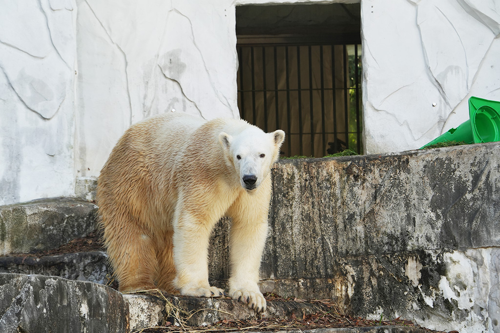 シロクマ「フブキ」/名古屋市東山動植物園（愛知県）