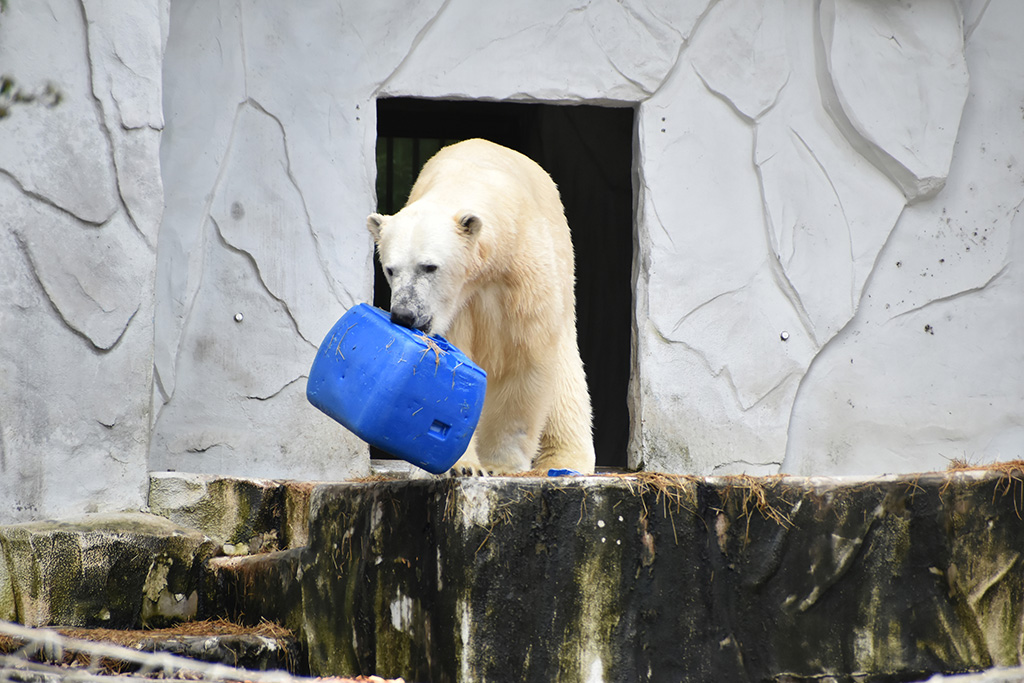 ホッキョクグマの「フブキ」/名古屋市東山動植物園（愛知県）
