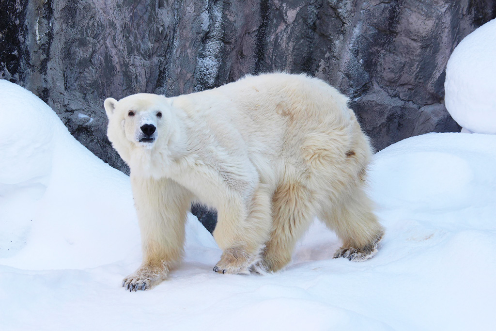 ホッキョクグマの「ピリカ」/神戸市立王子動物園（兵庫県）