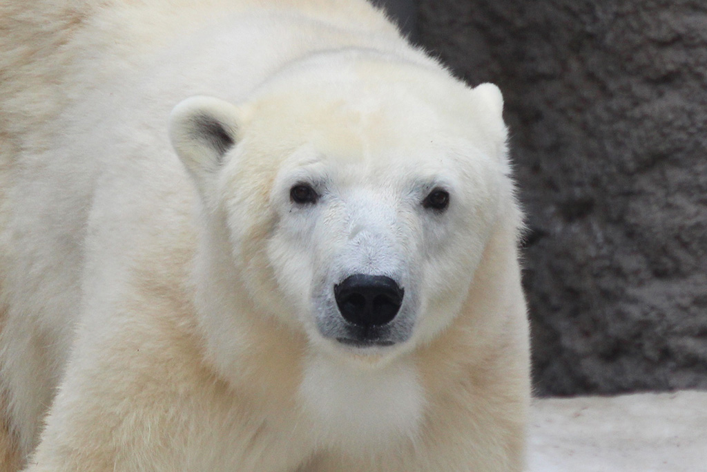 神戸市立王子動物園へ移動した「ゆめ」のお母さん「ピリカ」