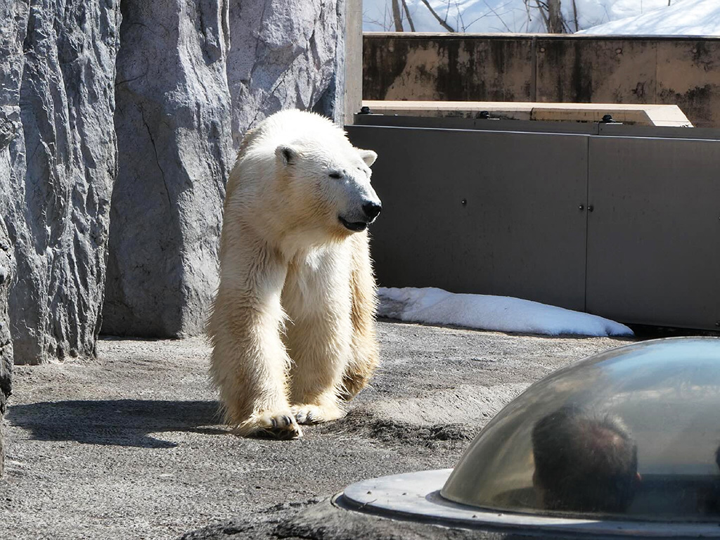 ホッキョクグマの「ルル」