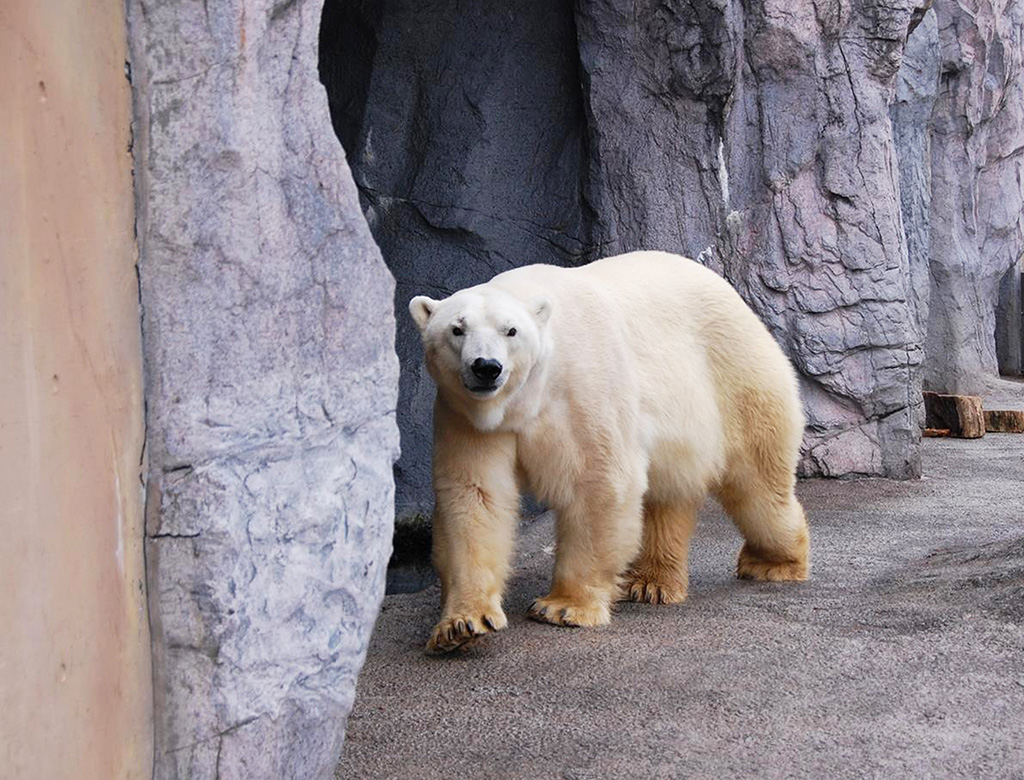 ホッキョクグマの「ホクト」/旭川市立旭山動物園（北海道）