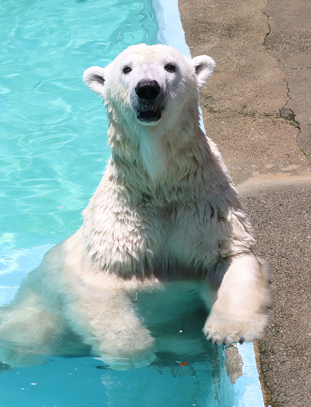 ホッキョクグマの「バフィン」浜松市動物園（静岡県／浜松市）