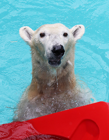 ホッキョクグマの「ユキ」/浜松市動物園（静岡県／浜松市）
