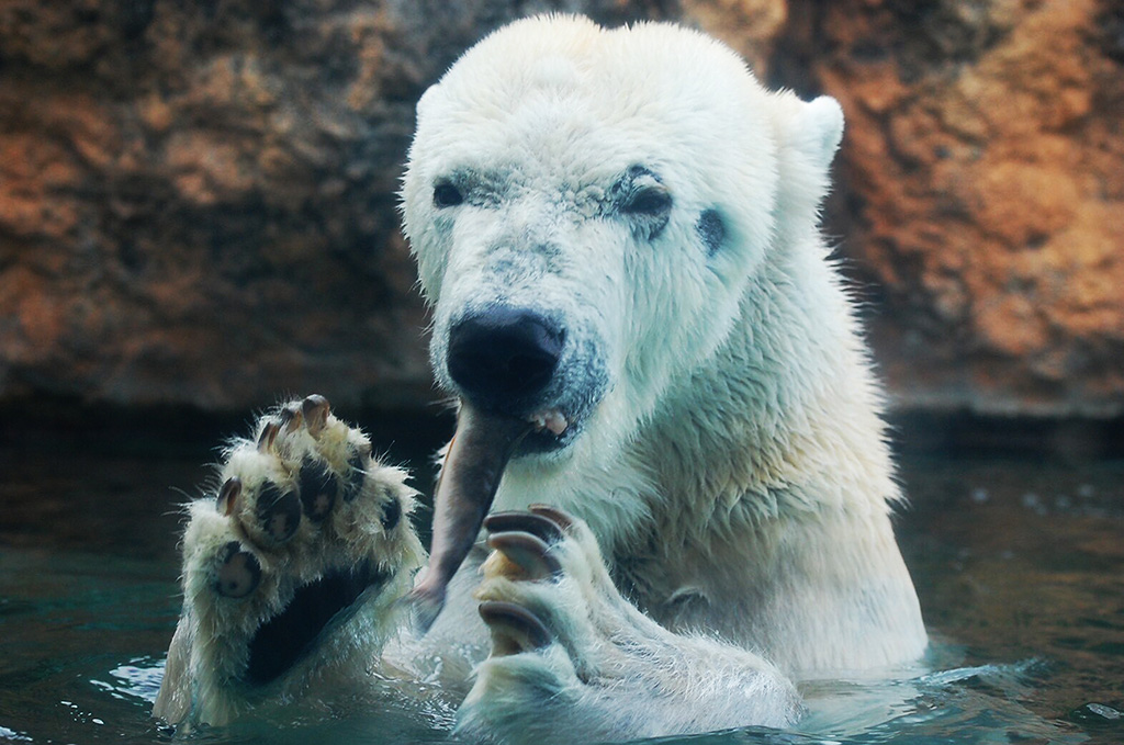 ホッキョクグマの「クッキー」/豊橋総合動植物園 のんほいパーク（愛知県／豊橋市）