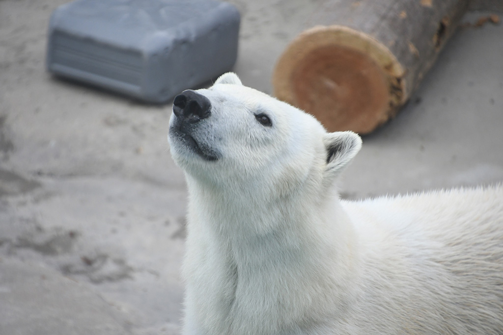 ホッキョクグマの「ゆめ」/神戸市立王子動物園（兵庫県／神戸市）