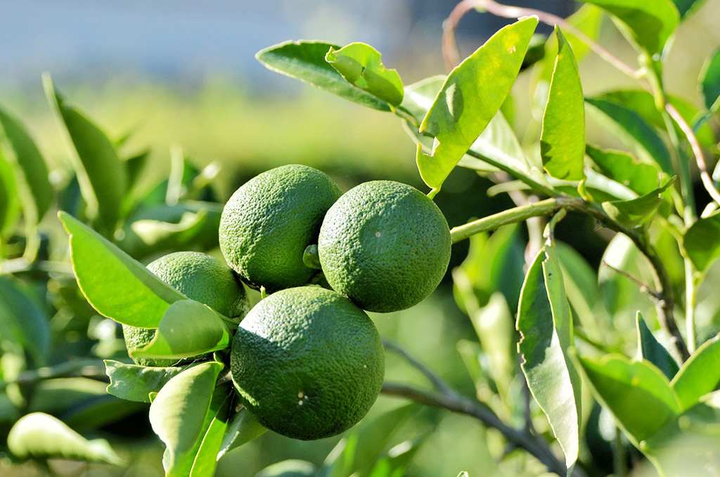 すだち（イメージ）