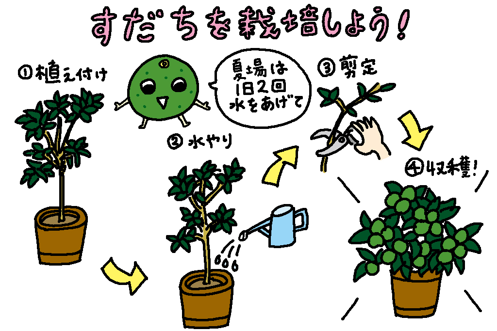 すだちを栽培しよう！/徳島県の特産品「すだち」